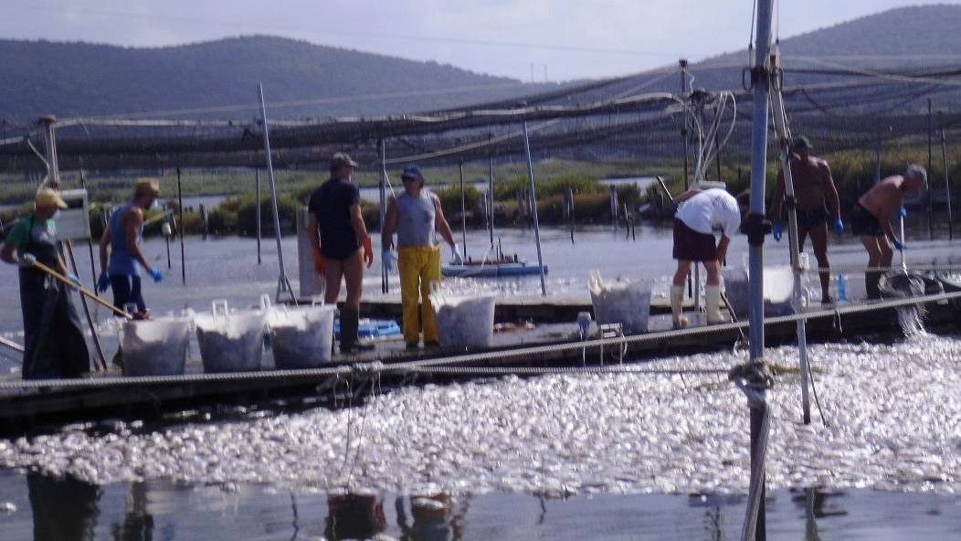 La conta dei danni nella laguna di Orbetello. La situazione resta grave La conta dei danni nella laguna di Orbetello. La situazione resta grave