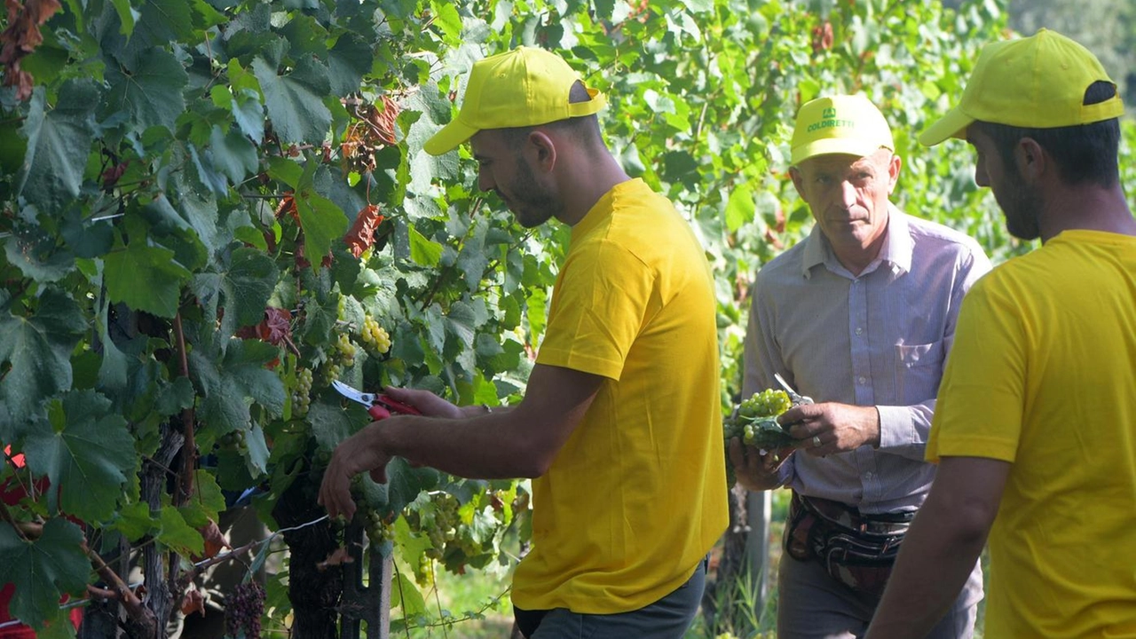 La vendemmia 2024. promette bene La vendemmia 2024. promette bene