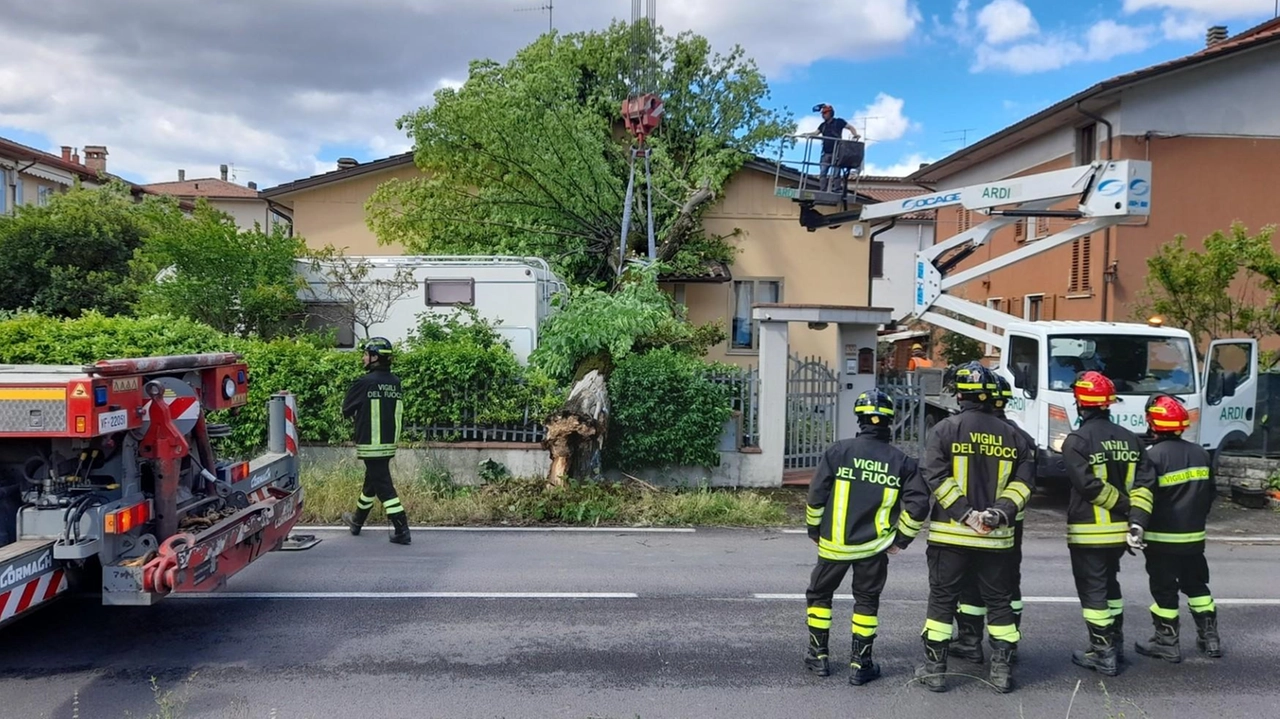 Maltempo, notte di paura. Pianta si abbatte contro la facciata di una casa. Cadono altri tre alberi