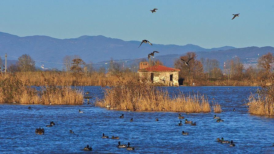 Secondo il censimento del Centro Ornitologico Toscano migliaia di uccelli passano l’inverno in quest’area. Partiti i lavori di manutenzione straordinaria. Secondo il censimento del Centro Ornitologico Toscano migliaia di uccelli passano l’inverno in quest’area. Partiti i lavori di manutenzione straordinaria.