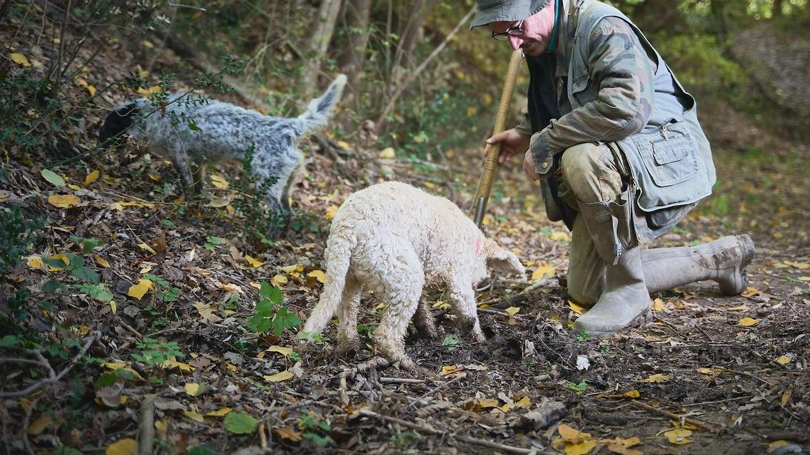 Oggi e domani il secondo fine settimana dedicato alla mostra mercato del tartufo di San Miniato. Tanti gli eventi collegati Oggi e domani il secondo fine settimana dedicato alla mostra mercato del tartufo di San Miniato. Tanti gli eventi collegati