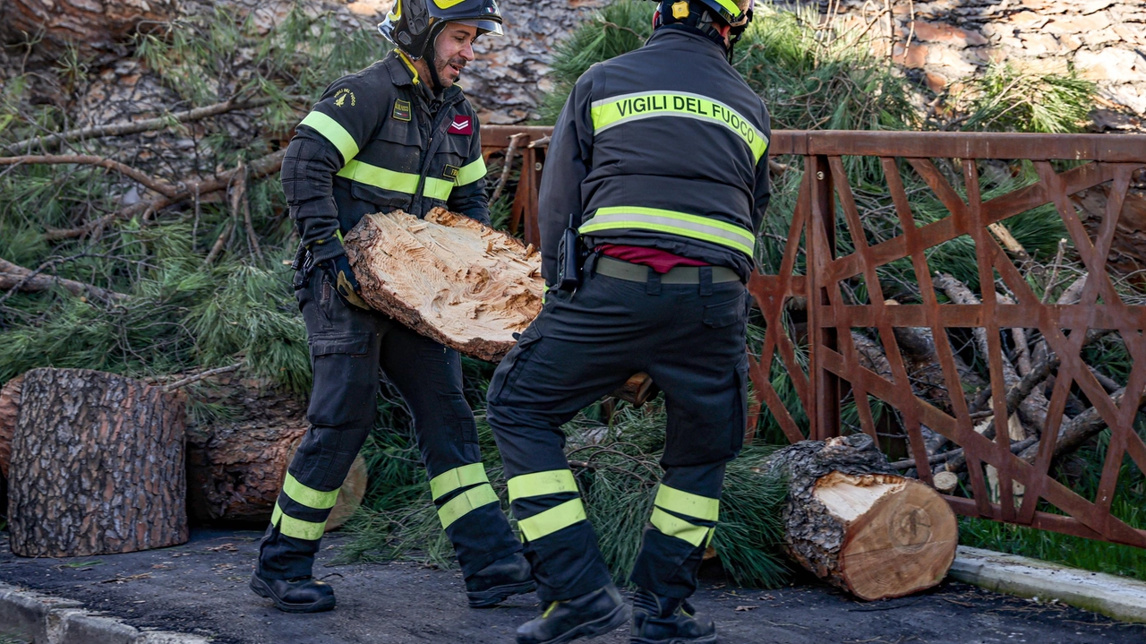 Timori a Scandicci per la salute degli alberi dopo che lo scorso gennaio in via Burchietti era crollato un pino secolare (FotocronacheGermogli)