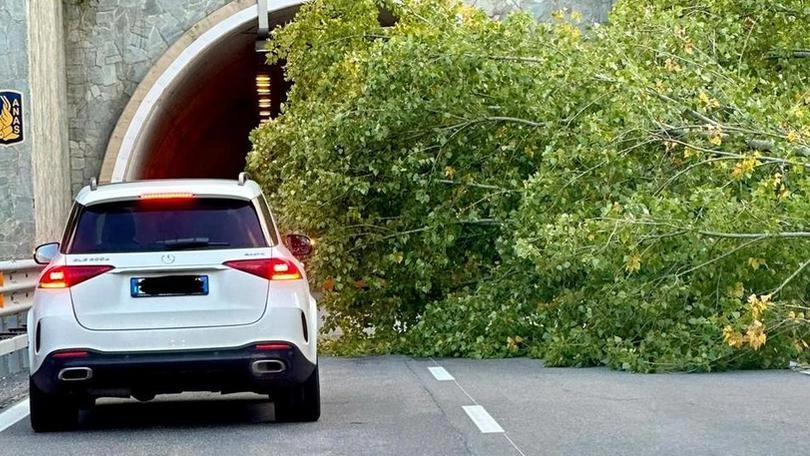Sul posto i vigili del fuoco per rimuovere la pianta e ripristinare il traffico Sul posto i vigili del fuoco per rimuovere la pianta e ripristinare il traffico