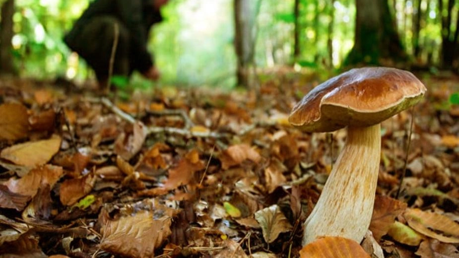 Raccolta dei funghi (foto d’archivio) Raccolta dei funghi (foto d’archivio)