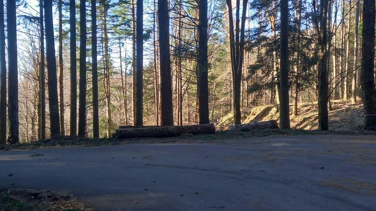 Una panoramica della Foresta del Teso dove sono visibili tronchi di alberi che sono già stati tagliati.. La strada è chiusa da Maresca Una panoramica della Foresta del Teso dove sono visibili tronchi di alberi che sono già stati tagliati.. La strada è chiusa da Maresca