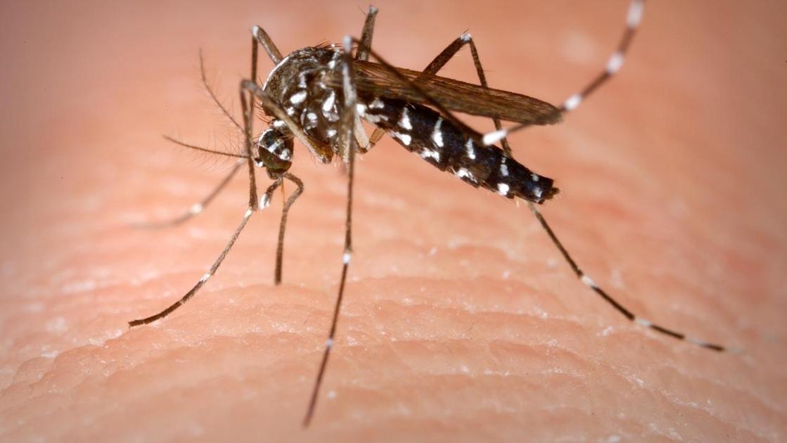 "West Nile, in Umbria non ci sono contagi" "West Nile, in Umbria non ci sono contagi"