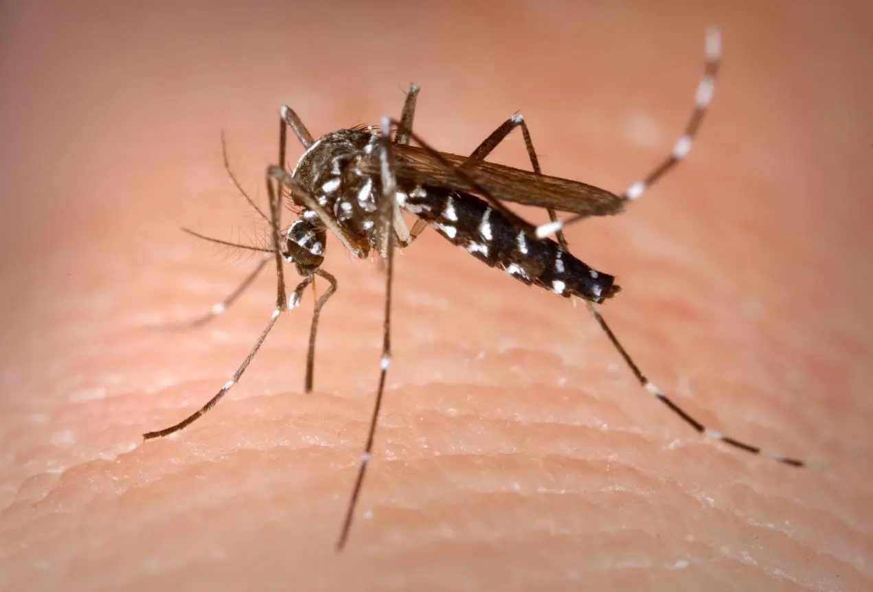 "West Nile, in Umbria non ci sono contagi"