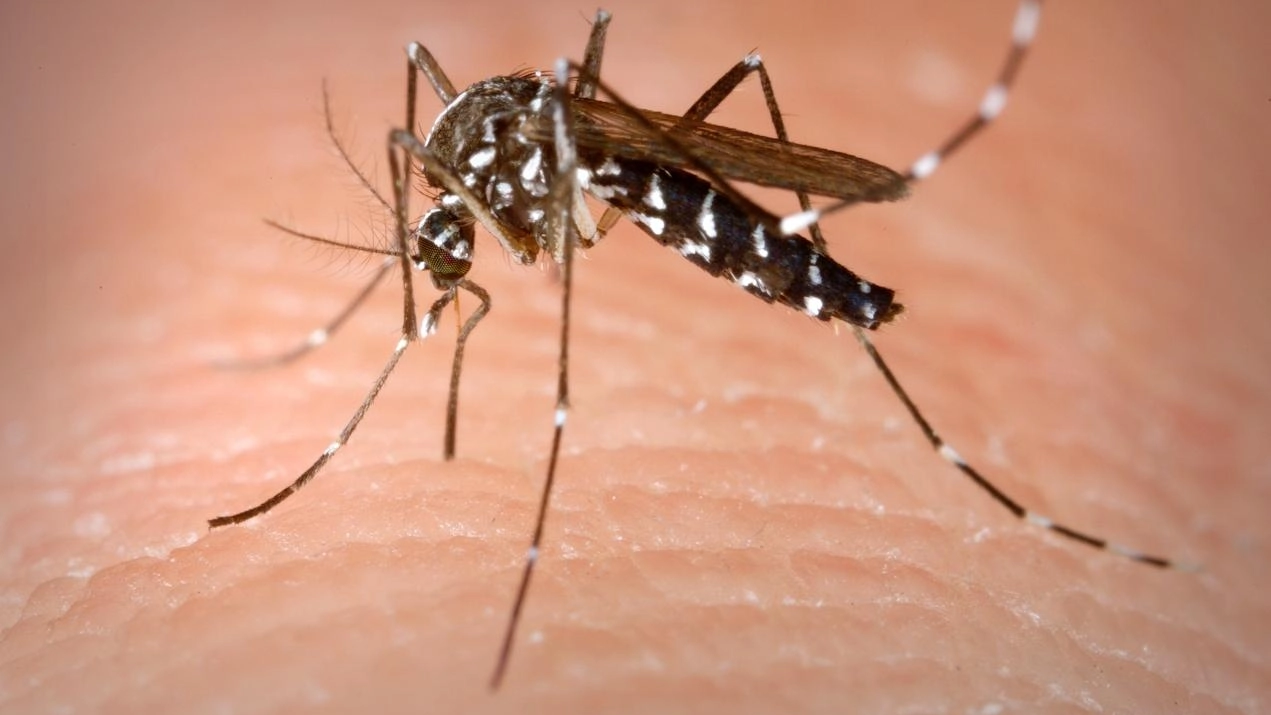 Il contagio è dovuto a una zanzara
