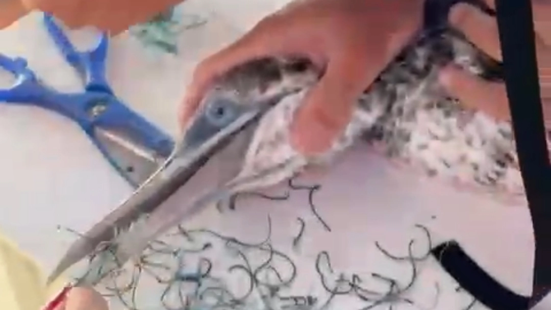 L’intervento di salvataggio del volatile con i volontari mentre tagliano i pezzi di rete che si erano attorcigliati intorno alla bocca del povero animale L’intervento di salvataggio del volatile con i volontari mentre tagliano i pezzi di rete che si erano attorcigliati intorno alla bocca del povero animale