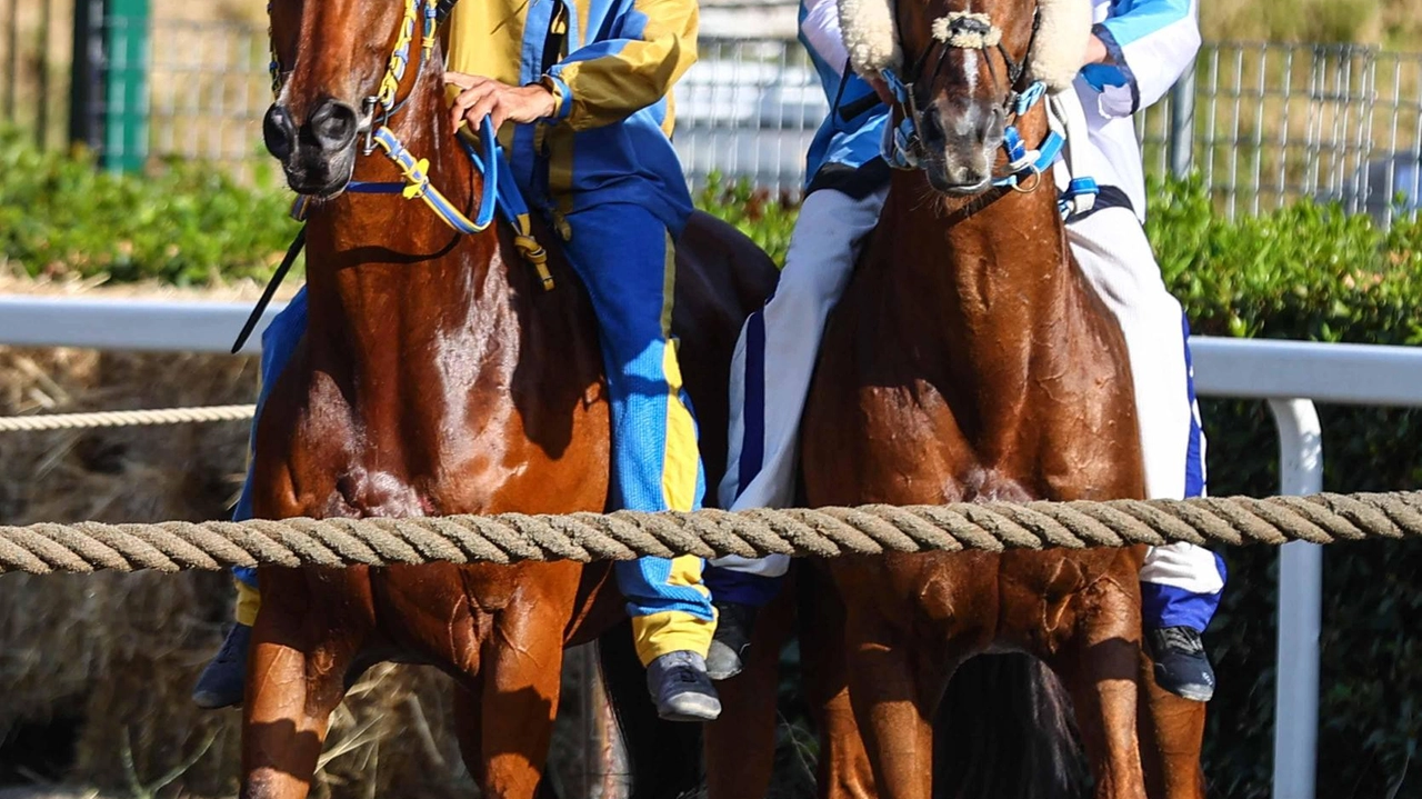 A Fucecchio si prepara il Palio del 2025: date ufficiali delle corse di primavera e appuntamento con la selezione dei cavalli. Momento di storia e tradizioni per la città. A Fucecchio si prepara il Palio del 2025: date ufficiali delle corse di primavera e appuntamento con la selezione dei cavalli. Momento di storia e tradizioni per la città.