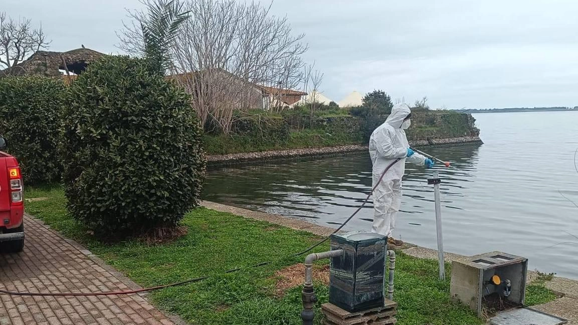 Uno dei numerosi interventi di disinfestazione che si sono svolti durante le settimane scorse per combattare l’invasione dei moscerini che così tanto problemi stanno creando agli esercenti e ai cittadini