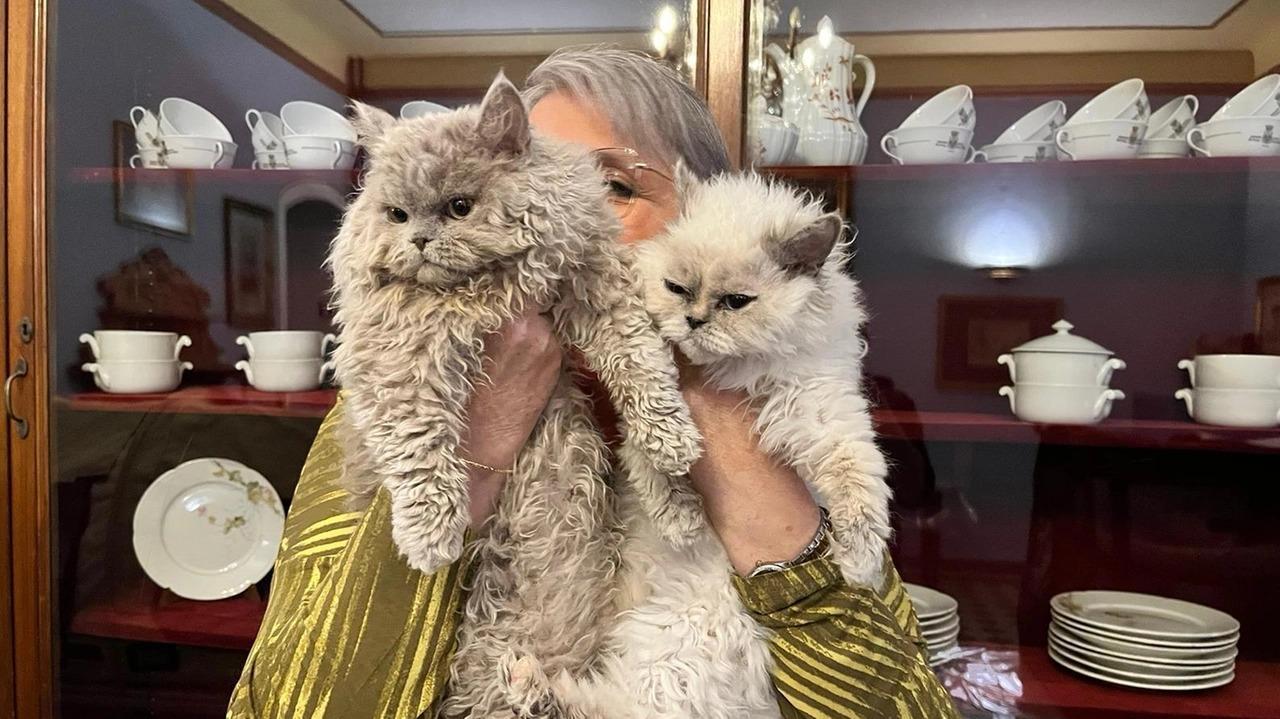 torna il pisa cat friendly tre giorni di eventi a tema gatto