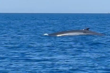 balenottera avvistata alle isole formiche il video un momento di rara bellezza