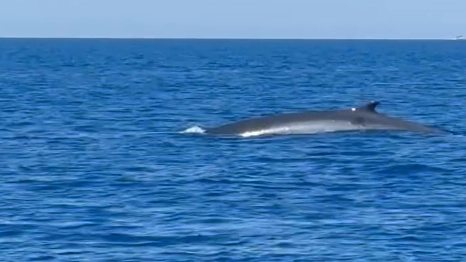 La balenottera avvistata alle Isole Formiche (dal video Delphin - Centro ricerche cetacei di Grosseto)