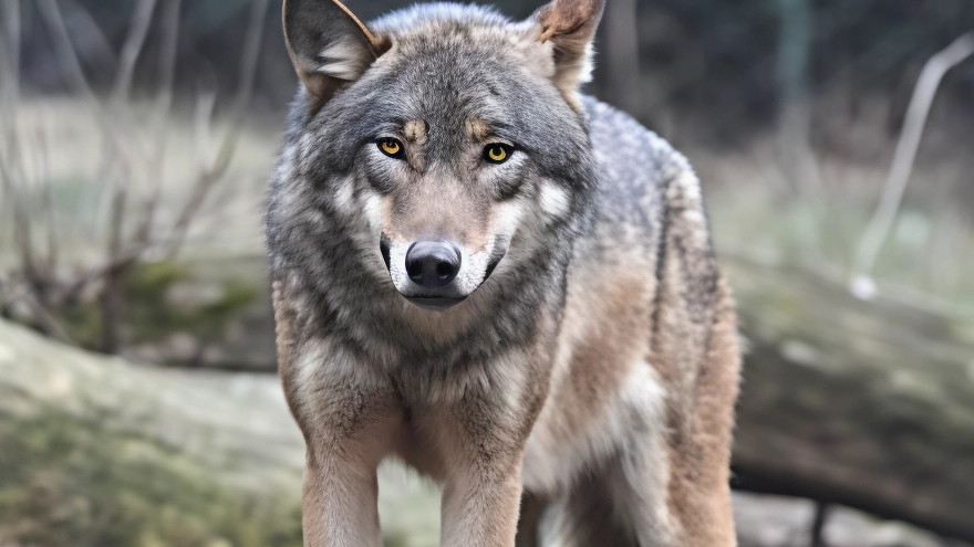 L’incontro sabato notte con “i lupi di San Rossore“, una presenza nella macchia che, come conferma l’Ente Parco, aiuta a conservarne l’ecosistema L’incontro sabato notte con “i lupi di San Rossore“, una presenza nella macchia che, come conferma l’Ente Parco, aiuta a conservarne l’ecosistema