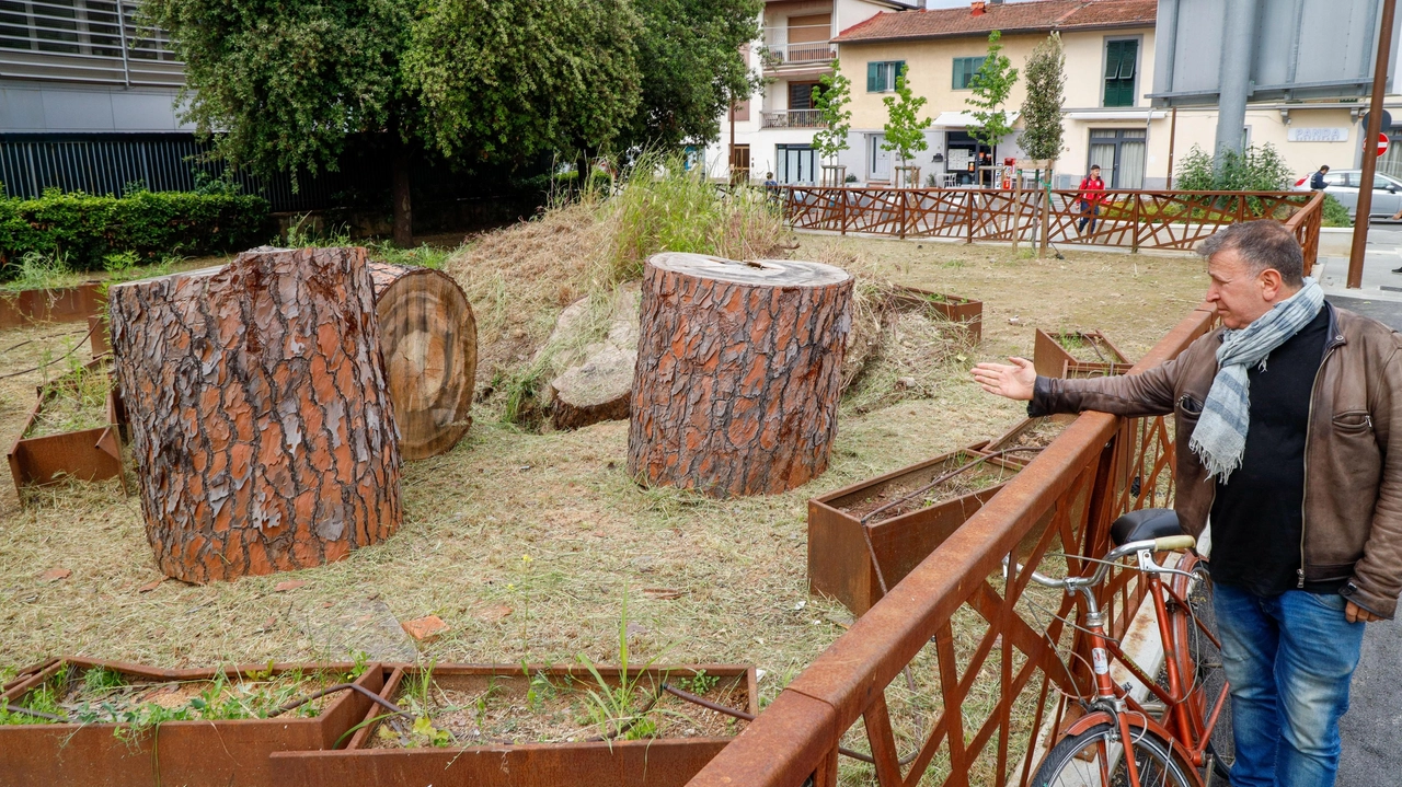 Parti del tronco del pino secolare caduto nel gennaio scorso sono ancora nella zona di via Burchietti in attesa di essere rimossi Parti del tronco del pino secolare caduto nel gennaio scorso sono ancora nella zona di via Burchietti in attesa di essere rimossi