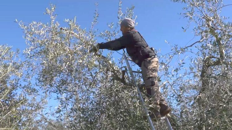 Gualdo Tadino: a Rigali scuola d’eccellenza dell’olio