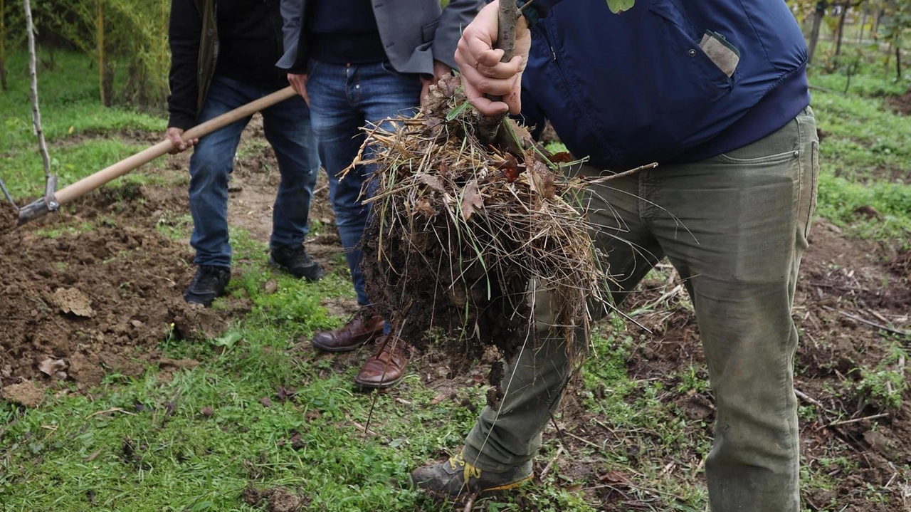 In città arrivano nuove alberature In città arrivano nuove alberature