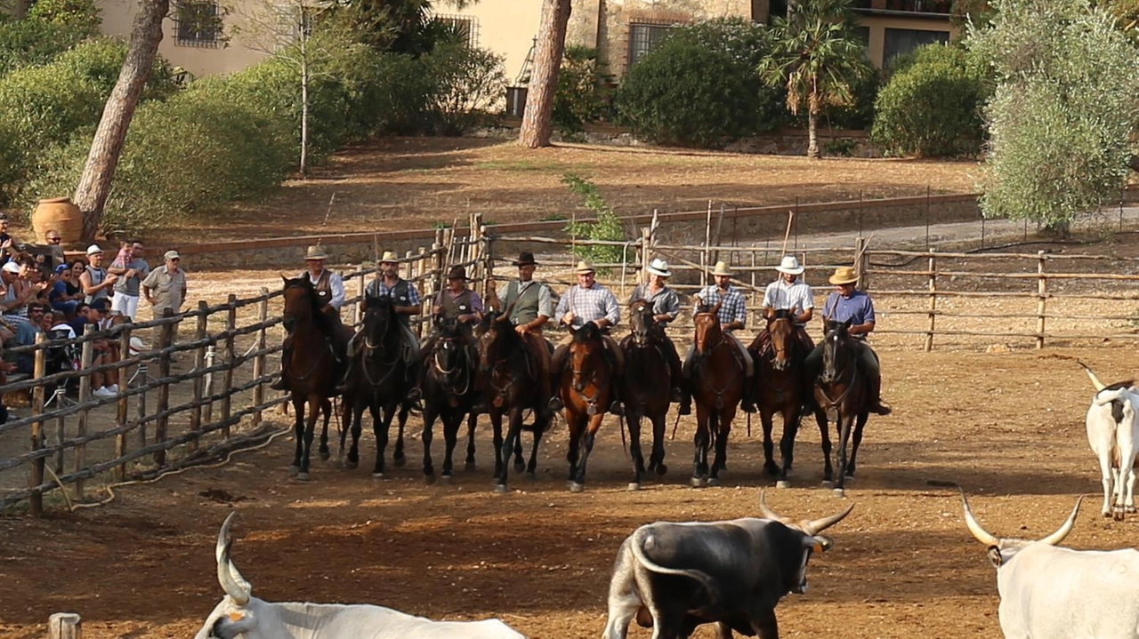 Alla Fattoria Marruchetone, si celebra l'antico mestiere del buttero con cavalieri che guidano il branco al pascolo. Dopo il lavoro, festa e giochi tradizionali, con possibilità per i bambini di provare il "battesimo della sella". Cena maremmana e divertimento in programma oggi alle 17,30 a Roselle. Alla Fattoria Marruchetone, si celebra l'antico mestiere del buttero con cavalieri che guidano il branco al pascolo. Dopo il lavoro, festa e giochi tradizionali, con possibilità per i bambini di provare il "battesimo della sella". Cena maremmana e divertimento in programma oggi alle 17,30 a Roselle.
