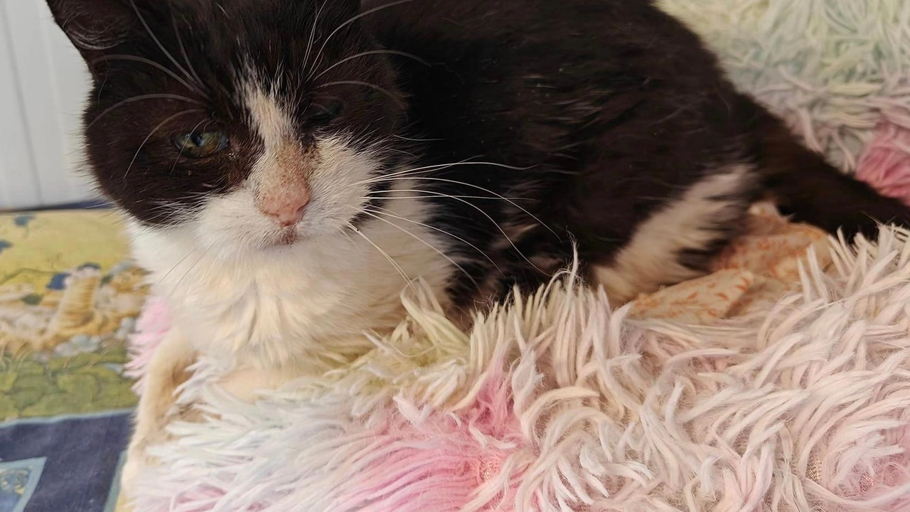 Ospite del gattile di San Venerio da sei mesi, è docile e tranquilla. E cerca amore Ospite del gattile di San Venerio da sei mesi, è docile e tranquilla. E cerca amore
