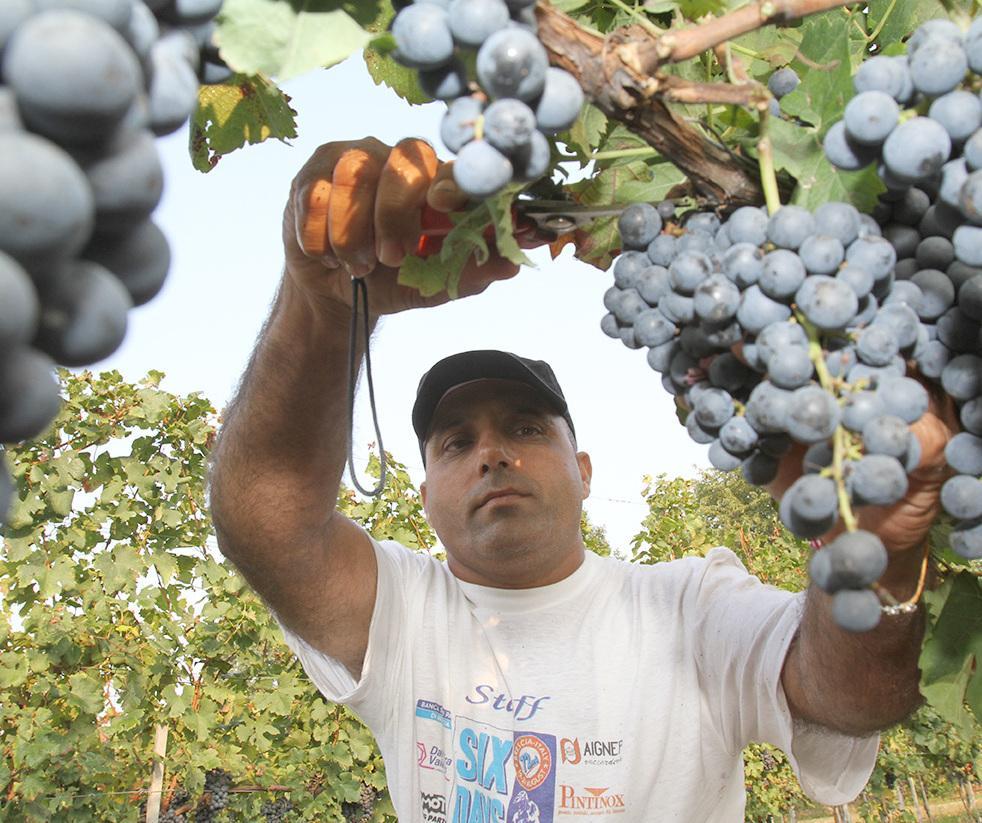 https://www.lanazione.it/image-service/view/acePublic/alias/contentid/N2YxN2FiMjMtMGZmNS00/0/vino-sara-vendemmia-vintage-tanta-pioggia-avremo-qualita-dazi-la-toscana-si-fara-valere.jpeg?f=1.90:1&w=1200