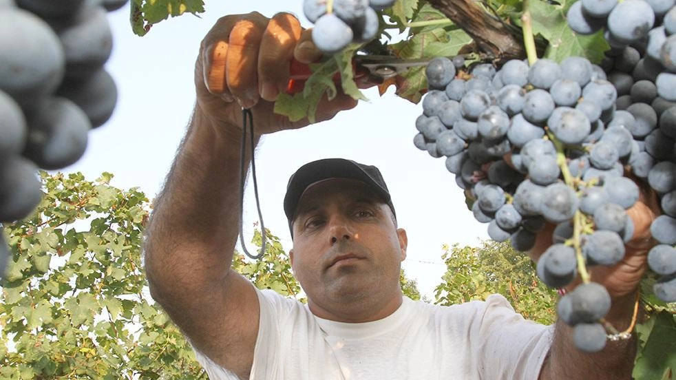 I produttori alla vigilia della raccolta. "Clima favorevole, ma l’acqua può anche essere nemica". Quantità in diminuzione, ma produzioni di pregio. Il Chianti veleggia sui 2,5 milioni di ettolitri. I produttori alla vigilia della raccolta. "Clima favorevole, ma l’acqua può anche essere nemica". Quantità in diminuzione, ma produzioni di pregio. Il Chianti veleggia sui 2,5 milioni di ettolitri.
