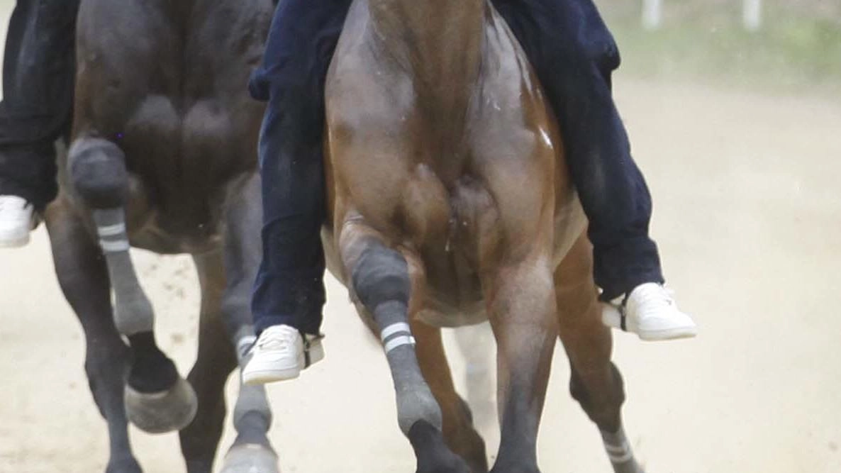Il caso piste per l’addestramento dei cavalli da Palio finisce in consiglio comunale. Adriano Tortorelli di Progetto Siena e Gianluca... Il caso piste per l’addestramento dei cavalli da Palio finisce in consiglio comunale. Adriano Tortorelli di Progetto Siena e Gianluca...