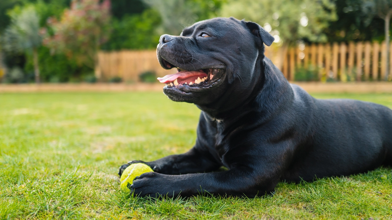 Staffordshire Bull Terrier