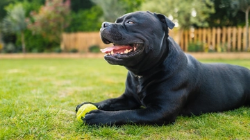 Di che razza è il cane che ha morso il neonato a Firenze. Chi è lo Staffordshire Bull Terrier