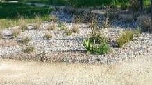 Italia Nostra segnala lo scarico di rifiuti edilizi nel Parco della Rinchiostra a Massa, pericolosi per bambini e animali.