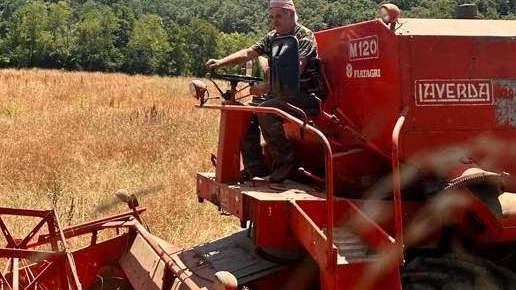 Antonio Bongi mentre miete il grano “Avanzi Tre” nel suo podere a Pratolungo, vicino a Soliera. La sua farina è molto richiesta per produrre testaroli, panigacci e altre paste Antonio Bongi mentre miete il grano “Avanzi Tre” nel suo podere a Pratolungo, vicino a Soliera. La sua farina è molto richiesta per produrre testaroli, panigacci e altre paste