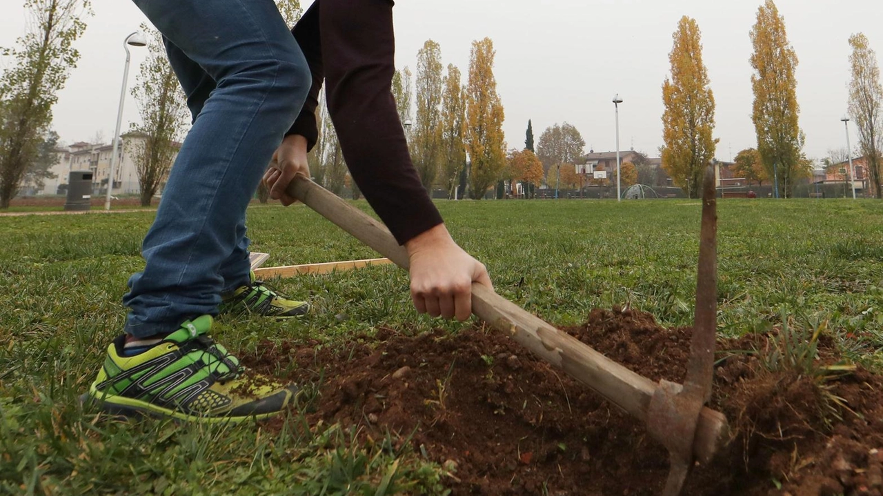 Oltre ai circa 300 alberi che si trovano nel nuovo parco urbano, negli ultimi anni sono stati messi a dimora altri 100 alberi in tutto il territorio comunale e adesso saranno ulteriormente aumentati Oltre ai circa 300 alberi che si trovano nel nuovo parco urbano, negli ultimi anni sono stati messi a dimora altri 100 alberi in tutto il territorio comunale e adesso saranno ulteriormente aumentati