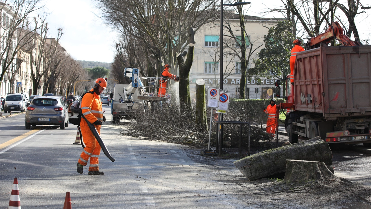 L'abbattimento degli alberi in viale Giannotti (Foto Marco Mori / New Press Photo)