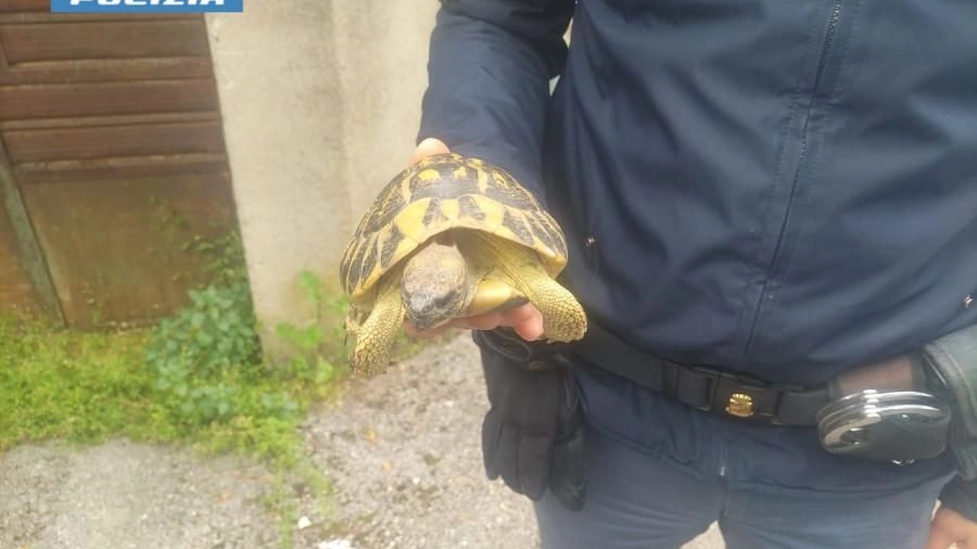 La tartaruga salvata dai poliziotti