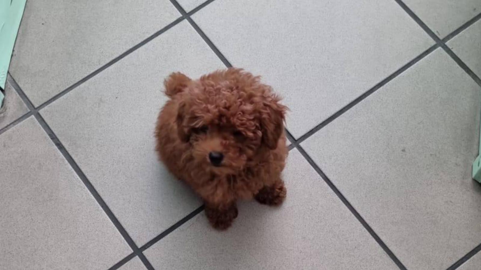 ritrovato milo il cane rapito a pontremoli torna alla sua famiglia