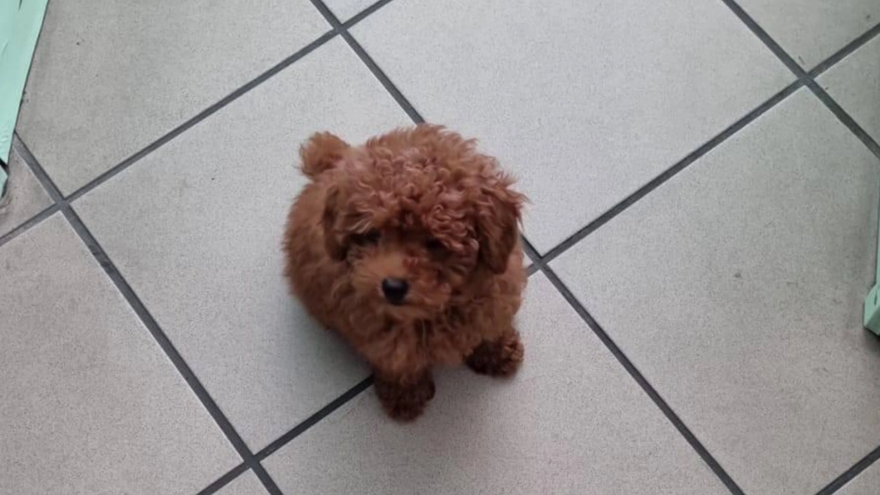 O Milo Poodle voltou para casa