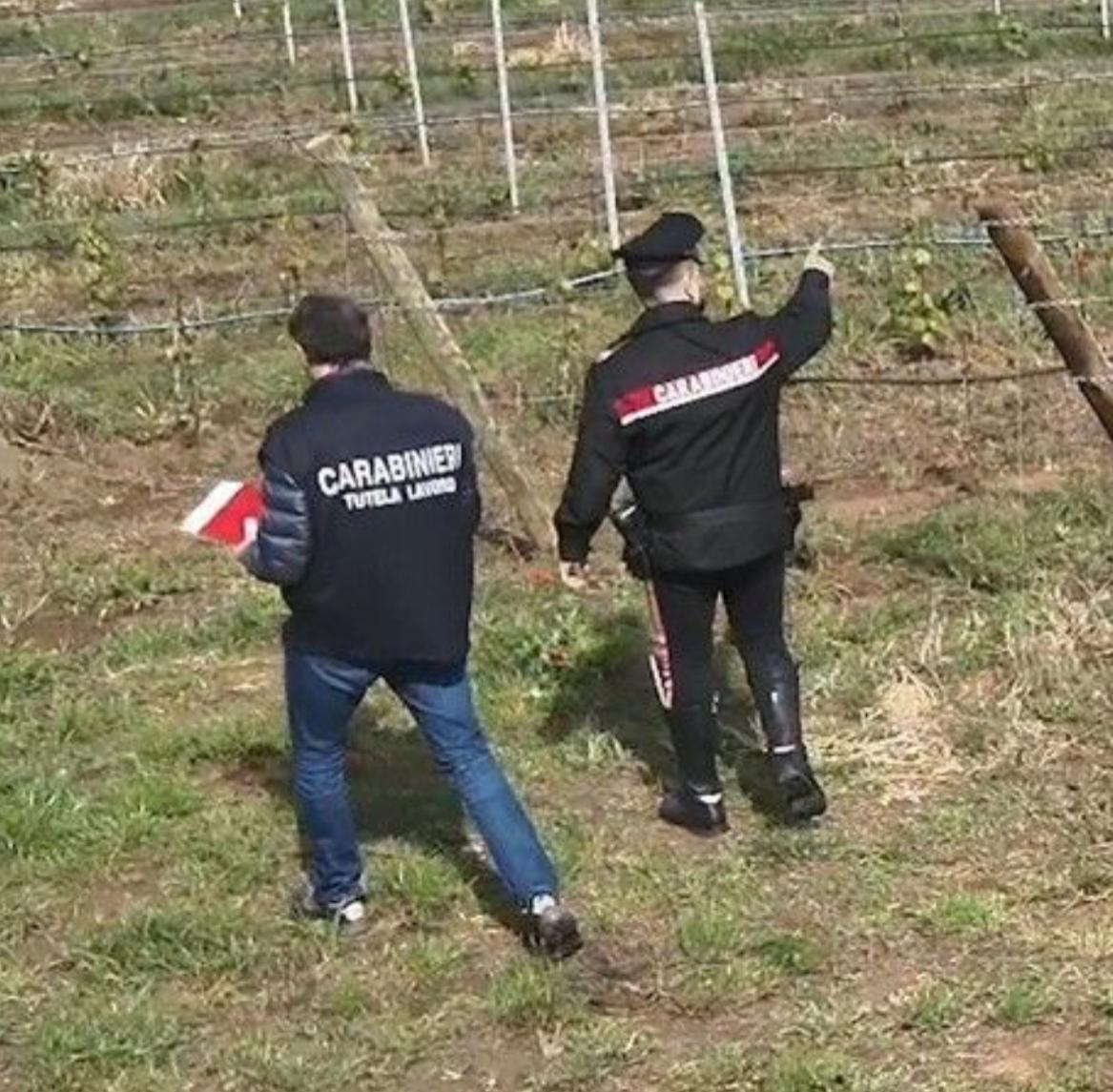 Vendemmia, 9 lavoratori senza contratto. Multa da oltre 35mila euro a un’azienda Vendemmia, 9 lavoratori senza contratto. Multa da oltre 35mila euro a un’azienda