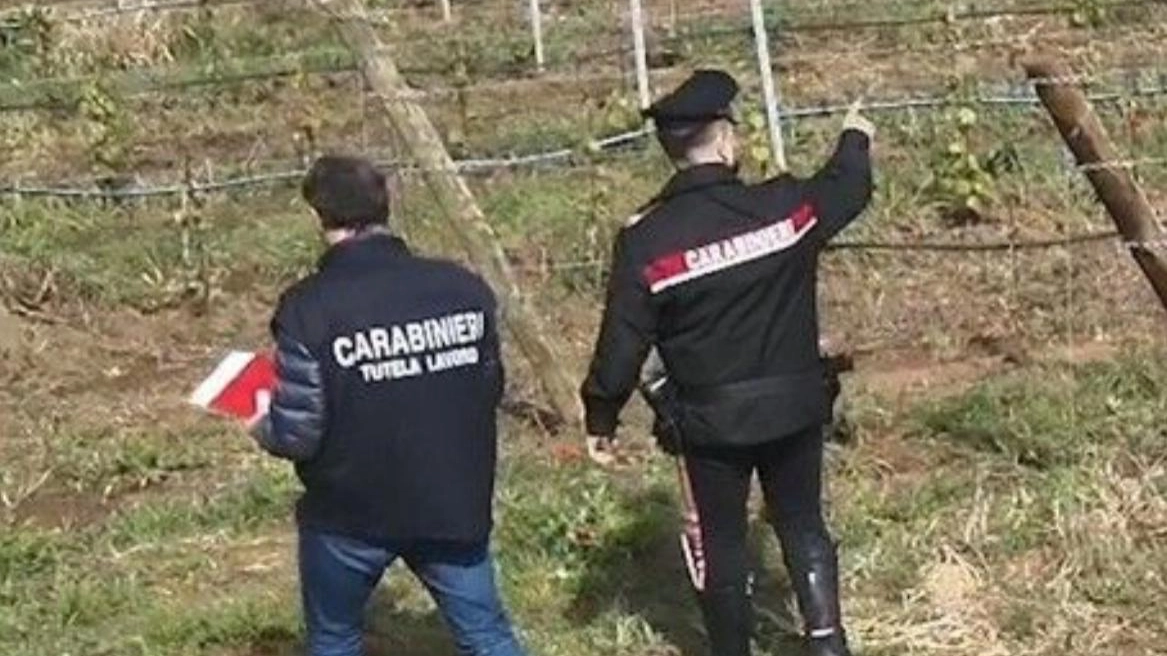 Carabinieri durante i controlli per la vendemmia (Foto di repertorio) Carabinieri durante i controlli per la vendemmia (Foto di repertorio)