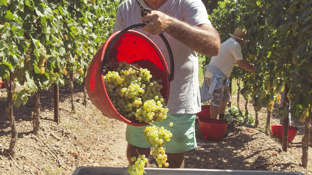 Troppi rischioso andare incontro a improvvisi temporali che potrebbero danneggiare il raccolto. Allarme cinghiali e caprioli alle Cinque Terre. "I contadini sono ormai una specie in via di estinzione". Troppi rischioso andare incontro a improvvisi temporali che potrebbero danneggiare il raccolto. Allarme cinghiali e caprioli alle Cinque Terre. "I contadini sono ormai una specie in via di estinzione".