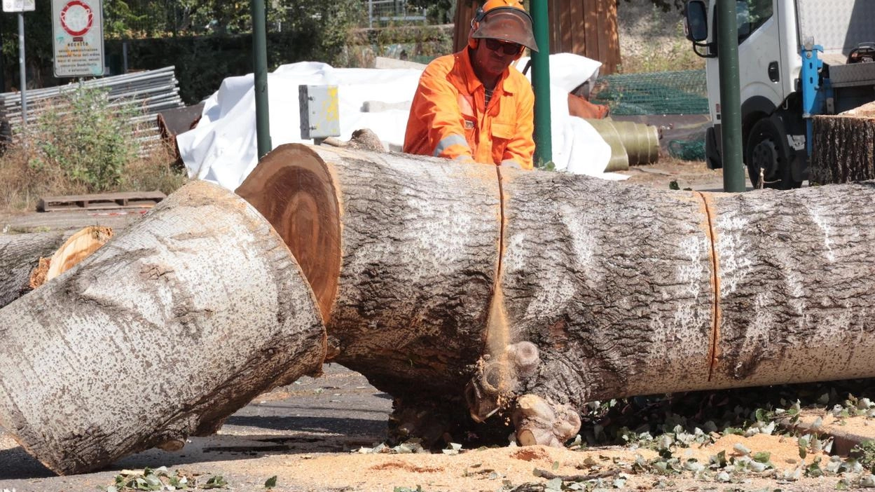 Un operaio in azione ieri pomeriggio nel parco dell’Albereta a Gavinana Un operaio in azione ieri pomeriggio nel parco dell’Albereta a Gavinana