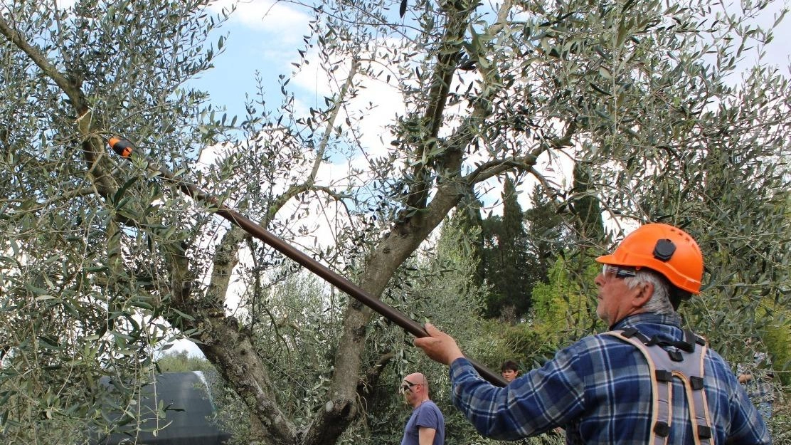 La raccolta delle olive (foto d’archivio) La raccolta delle olive (foto d’archivio)