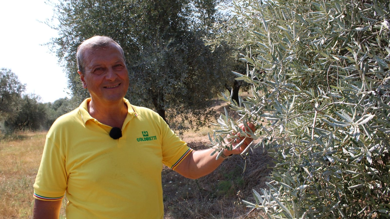 Cesare Buonamici, imprenditore olivicolo di Fiesole, presidente di Coldiretti Firenze Prato Cesare Buonamici, imprenditore olivicolo di Fiesole, presidente di Coldiretti Firenze Prato