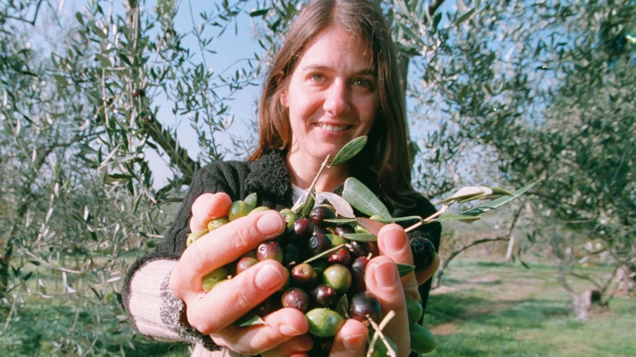 Cominciata la raccolta delle olive Cominciata la raccolta delle olive