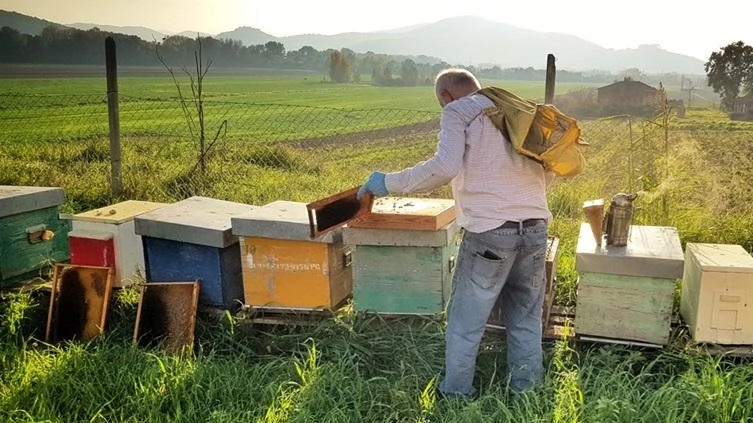 CORCIANO - Il 2025 sarà l’anno dedicato alle api, simbolo eccelso della biodiversità, della sua tutela e della lotta ai... CORCIANO - Il 2025 sarà l’anno dedicato alle api, simbolo eccelso della biodiversità, della sua tutela e della lotta ai...