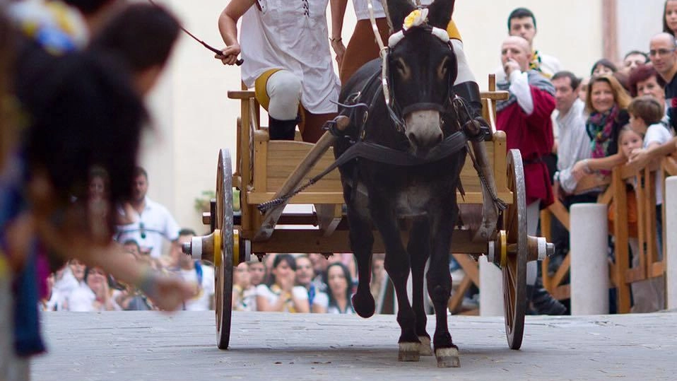 Le prove ufficiali delle corse con i somari lungo l’anello del centro storico iniziano nel pomeriggio di domani. Lo comunica...