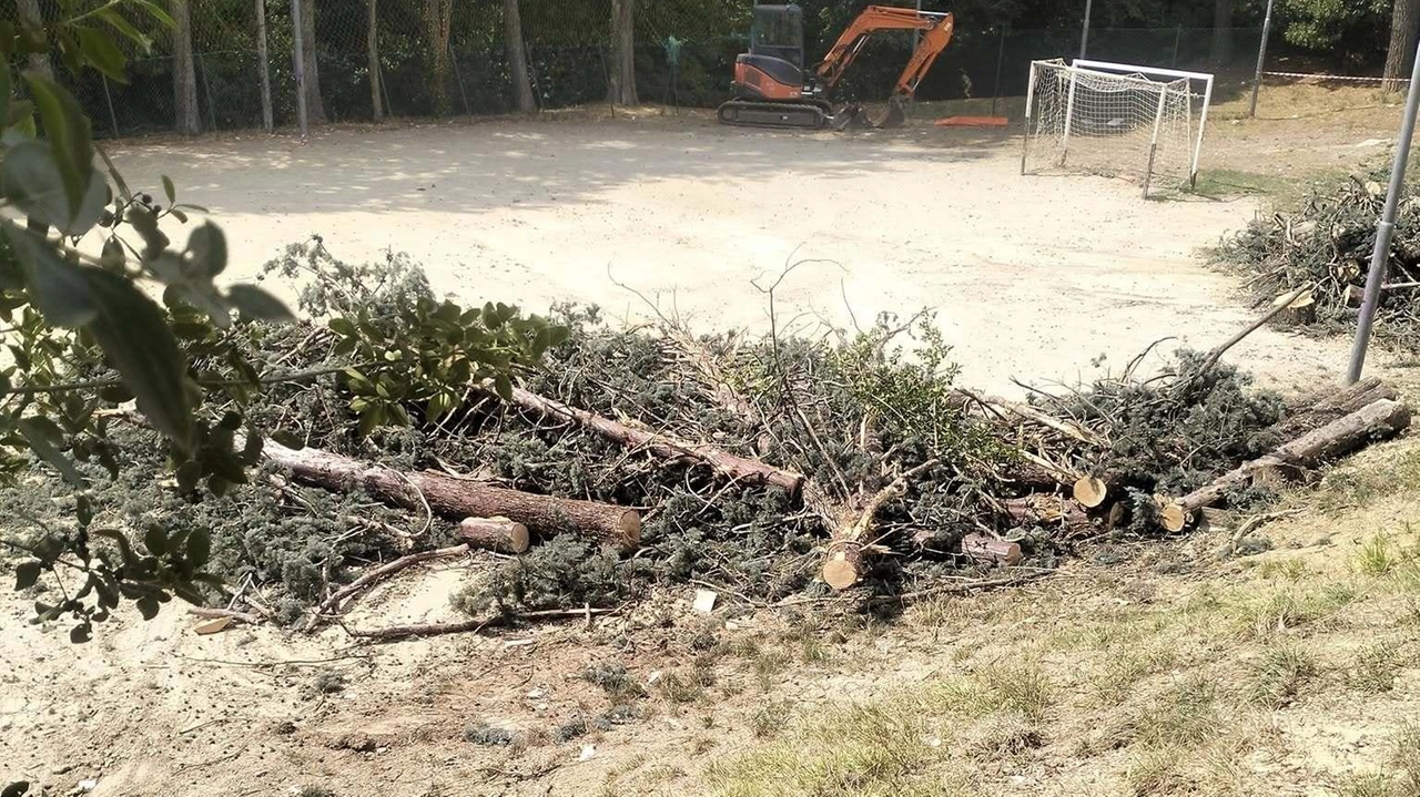 "Ruspe e alberi abbattuti: questo lo scenario desolante che mi è apparso nel parco di Case Bruciate. Stanno tagliando... "Ruspe e alberi abbattuti: questo lo scenario desolante che mi è apparso nel parco di Case Bruciate. Stanno tagliando...