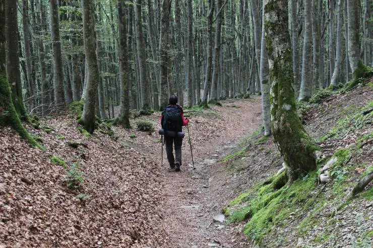 Al via in Casentino la sesta edizione di “Radici del Futuro”, per riflettere sulla convivenza tra esseri umani e natura al tempo della crisi climatica e ambientale