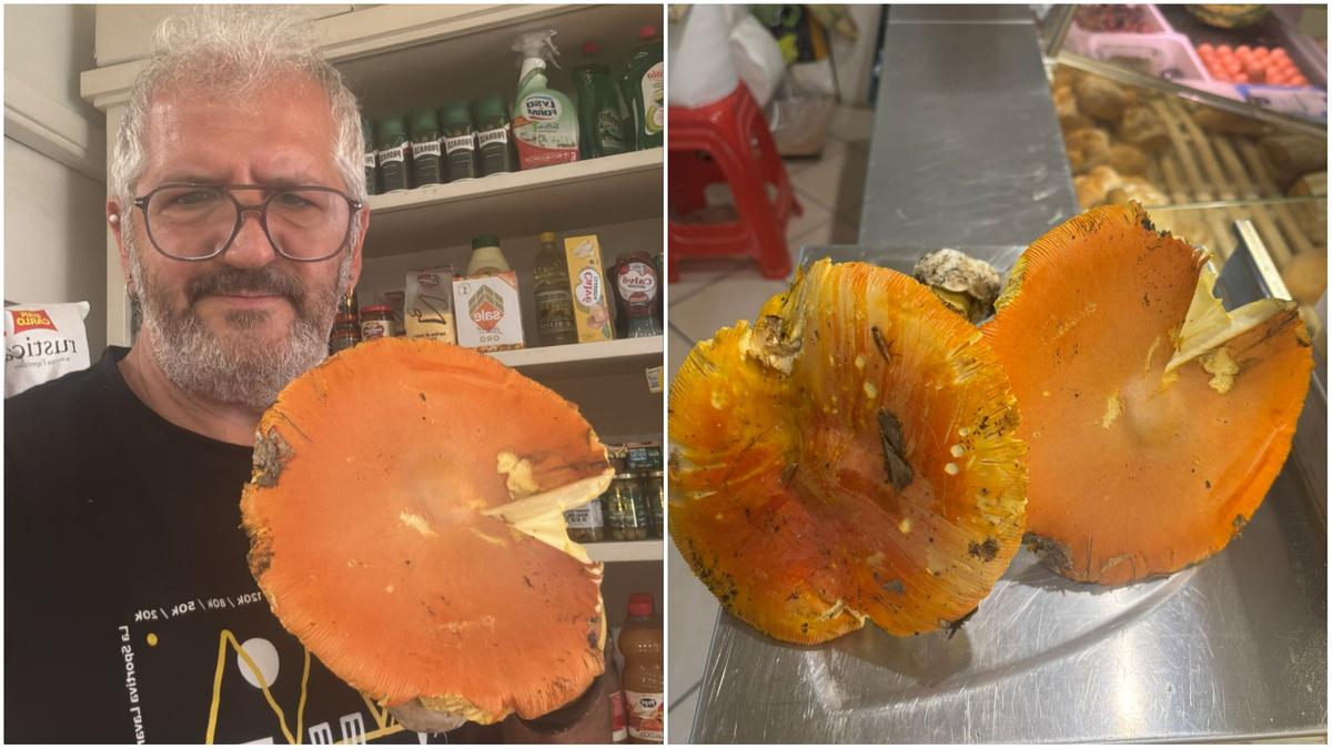 Funghi, una stagione da record. “Ecco un ovolo da mezzo chilo” Funghi, una stagione da record. “Ecco un ovolo da mezzo chilo”