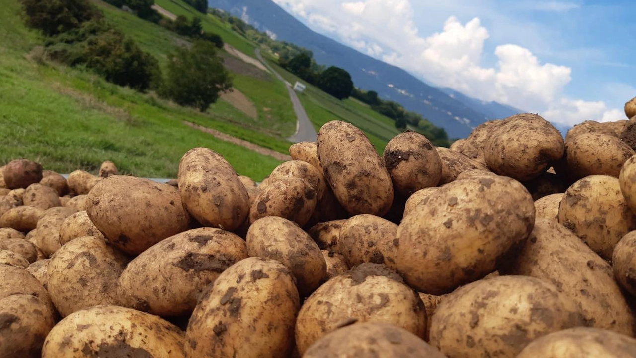 L'allarme di Coldiretti L'allarme di Coldiretti