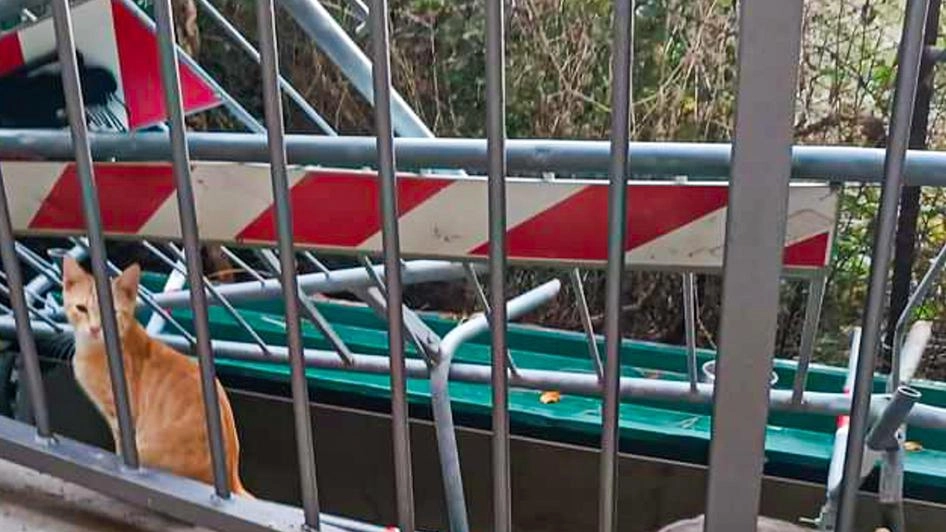 Le associazioni denunciano gravi danni alla struttura "Hanno lanciato delle transenne. Vita dei gatti messa a rischio" . . Le associazioni denunciano gravi danni alla struttura "Hanno lanciato delle transenne. Vita dei gatti messa a rischio" . .